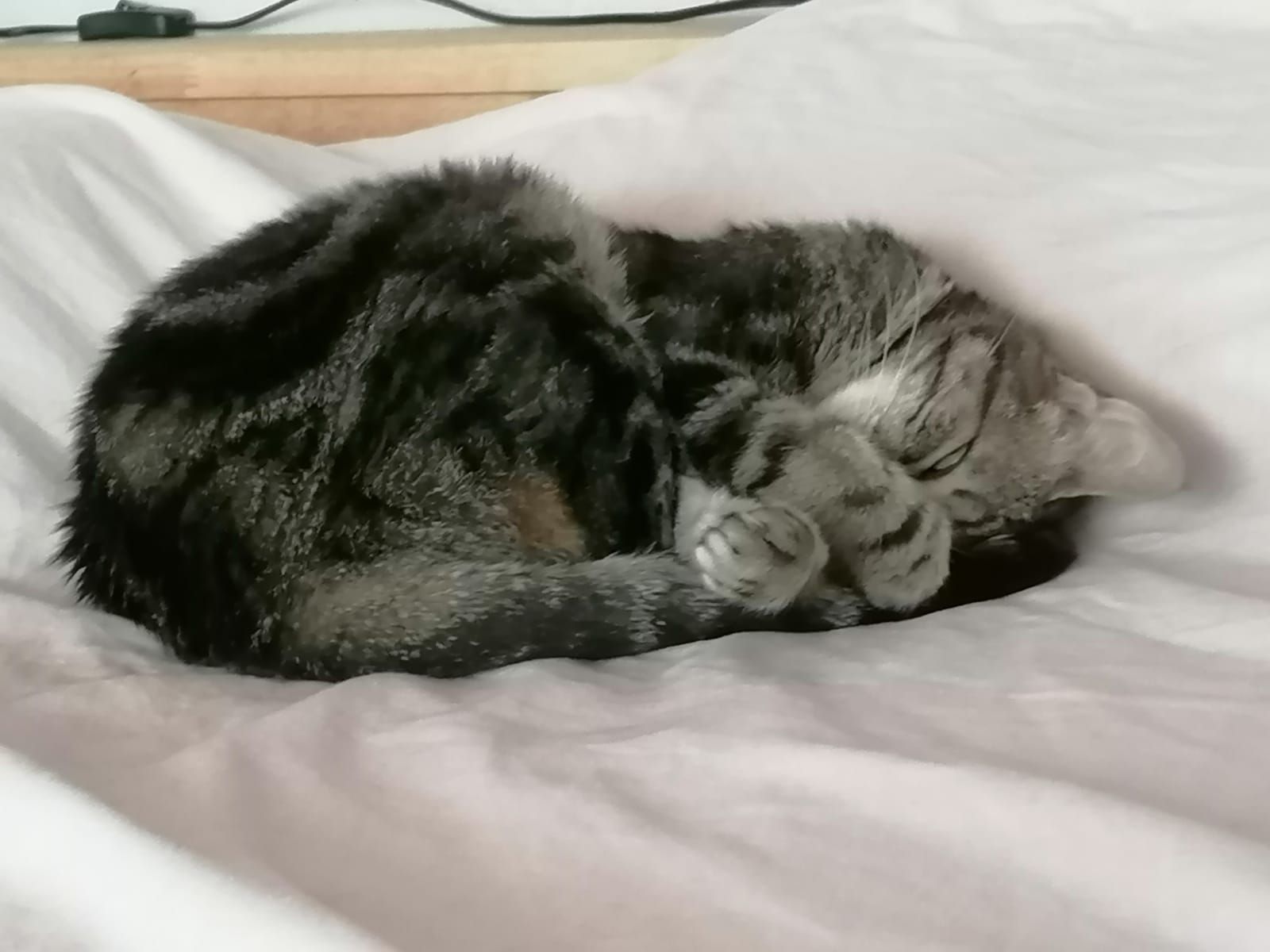 chat dans le gite à gruissan